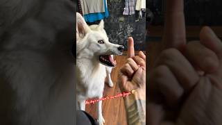 Dog’s Reaction to Middle Finger 🤣 trending trendingshorts whiteswissshepherd [upl. by Nnylirret]