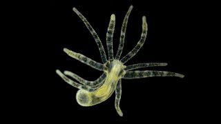 Phylum Cnidaria Part 2 Class Hydrozoa [upl. by Reve]