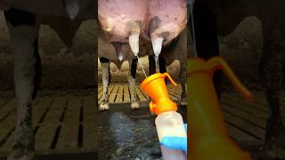 Cleaning  Milking Aggressive Cow cleaning work animals [upl. by Rambow173]