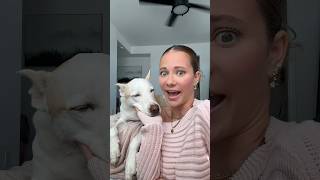 How my dog makes  🤩💸 dogshorts pets dog grwm makeup doglover howtomakemoneyonline [upl. by Imas]