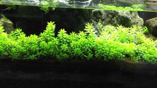 Rotala Nanjenshan growth log Day 5 [upl. by Dysart]