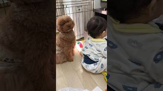 👶🏻のイタズラを止めようとする愛犬 shorts トイプードル [upl. by Eniahs]