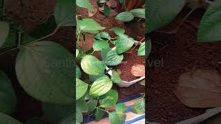 പഴയ ഓട് ഉണ്ടോ വര്ഷവും 50000 രൂപ കിട്ടും shorts short agriculture farming pepper [upl. by Anirok]