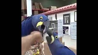 Hyacinth Macaw Aviary hyacinthmacaw  Blue Macaw Parrot [upl. by Ahsihat]