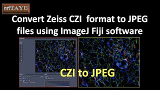 Convert Zeiss CZI format to JPEG files using ImageJ Fiji Software [upl. by Yleen]