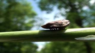 Meadow Spittlebug Aphrophoridae Philaenus spumarius Adult [upl. by Nalyd]