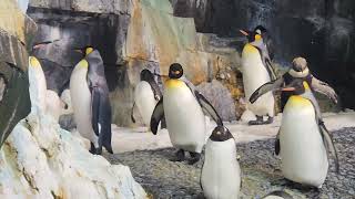 REAL LIVING PENGUINS  SEAWORLD ORLANDO type Emperor King Adélie Chinstrap Gentoo amp Macaroni [upl. by Znieh338]