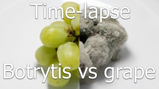 Timelapse Botrytis cinerea vs grape gray mold on table grape [upl. by Theodora]