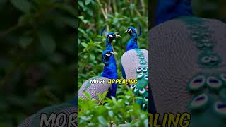 Why Do Peacocks Have EyeSpot Feathers 👀✨ PeacockFacts NatureWonder Shortsquot [upl. by Enneiluj]