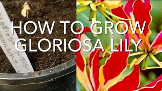 How To Grow Gloriosa Lily Part 1 Gloriosa Superba ‘Rothschildiana’ Get Gardening [upl. by Alby900]