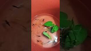 Molly Fish Breeding Pond 😮🐟 shots mollyfish petsvlog fish minivlog guppy [upl. by Narret]