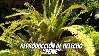 ¿Como reproducir un helecho por división de planta [upl. by Dogs]