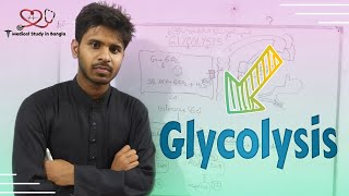 Overview of Glycolysis in Bangla CHO Metabolism [upl. by Aneleh]