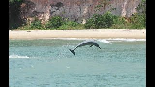 Baia Dos Golfinhos  Dolphin´s Bay  Pipa  Rio Grande Do Norte [upl. by Mal305]