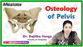 Osteology Of Pelvis [upl. by Prochora]