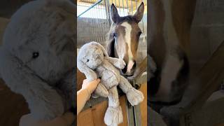 Le 1er doudou de mon poulain 🧸🩷 trouvez un nom à ce doudou 🐴😂 poney horse poulain cheval [upl. by Idnic]