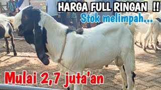 2700🔥🔥HARI FULL KAMBING CEMPE BAKALAN DAN BABON JUMBO HARGA EKONOMIS RINGAN‼️HargaTernak [upl. by Omik334]