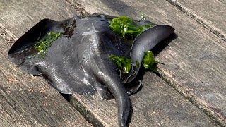 We caught a stingray [upl. by Faso465]