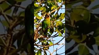 Brownheaded Parrot chewing Branches and Leaves Parrots birdwatchinginkenya [upl. by Vittorio]