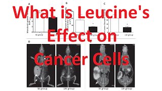 What is Leucines Effect on Cancer Cells [upl. by Aninotna]