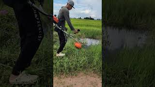 cut grass in field grass cuttinggrass lawnmower gardening [upl. by Cher]