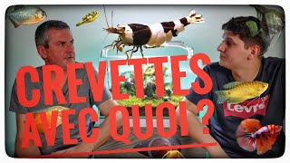 Quels colocataires pour vos crevettes   Floraquatic [upl. by Onaimad]