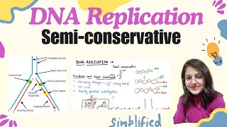 Semiconservative DNA Replication  easy explanation in hindi  molecular genetics [upl. by Deadman531]