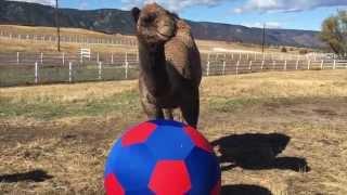 CAMELS PLAYING SOCCER [upl. by Airdnal]