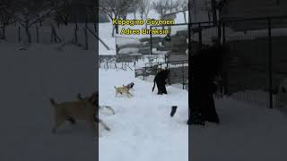 EN ADAMCIL KÖPEKLER BİLE GERİ VİTES ATTI [upl. by Heman]