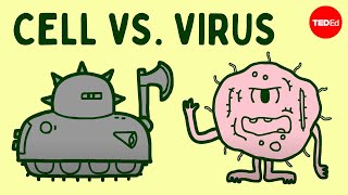 Cell vs virus A battle for health  Shannon Stiles [upl. by Curr807]