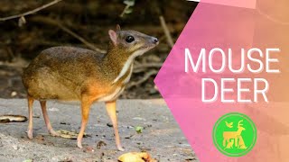 The Smallest Deer Species Youve Never Heard Of [upl. by Nosduh]