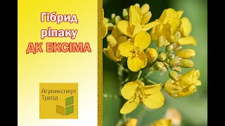 Озимий ріпак ДК Ексіма 🌾 опис гібрида 🌾  насіння в Україні [upl. by Macegan]