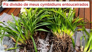 🟢COMO Plantar e Renovar seu Cymbidium ENTOUCEIRADO  substrato adubação e regas [upl. by Einnil]