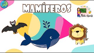 Mamíferos  Animales Vertebrados  Aula chachi  Vídeos educativos para niños [upl. by Ednalrim]