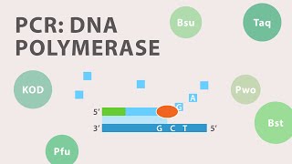 2 Polymerase Chain Reaction PCR  DNA Polymerase [upl. by Nylassej]