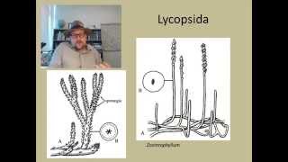 How did plants become forests during the Carboniferous [upl. by Hnoj965]