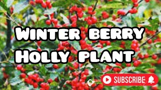 PLANT OF THE MONTH WINTERBERRY HOLLY [upl. by Olaznog307]