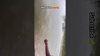 West Fish 😡😡 fishing fish fisherman fishinglife trendingshorts viralvlogs viralshort [upl. by Georgine248]