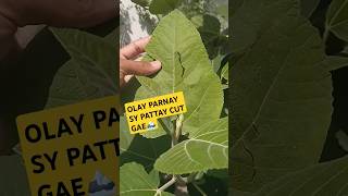 OLAY PARNAY SY INJEER KAY PATTAY CUT GAE🏔🙂 viral farming villagegarden fruitplant [upl. by Etnoed]