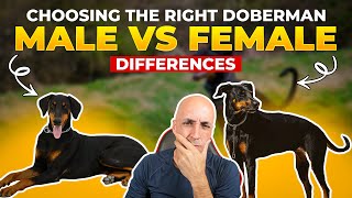 Male Vs Female Dobermans How Are They Different [upl. by Notrab873]