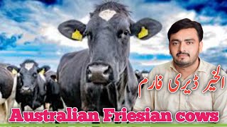 Alkhair Dairy Farm is Pakistans Best cows Farm  Friesian cows For sale [upl. by Leandra]