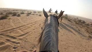 Horse Riding Desert Trip Nov 23 2024 Dubai  Part 12 [upl. by Snave867]