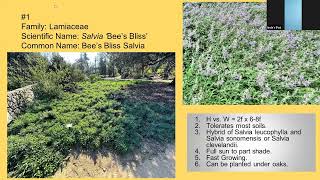 Top Seven California Native Ground Covers [upl. by Laban]