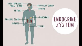 What is endocrinology [upl. by Leggett]