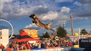 Belgian Malinois Amazing Athlete [upl. by Layor376]