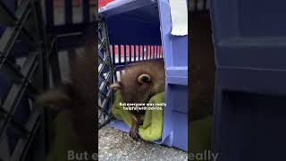 Baby Raccoons Climb All Over Their Rescuer  The Dodo [upl. by Orfinger497]