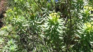 Leuphorbe arborescente une plante très spéciale  Tree spurge a very special plant [upl. by Rainer]