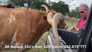 Struthoff Ranch Longhorn Bull SR Bacardi 151 81 inches TTT at 2yrs 10month April 4 2024 [upl. by Annaek]