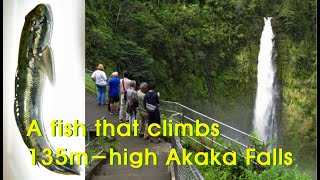 Short Story A fish that climbs 135mhigh Akaka Falls Hawaiian freshwater goby [upl. by Sitto]