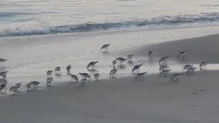 SANDPIPERS [upl. by Kurman288]